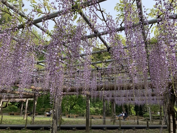 f:id:fuwari-x:20210430110428j:plain