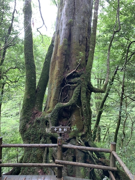 f:id:fuwari-x:20210910124440j:plain