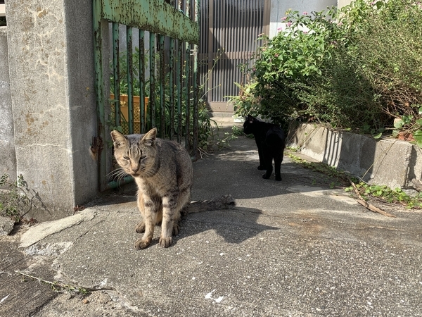 f:id:fuwari-x:20211119153700j:plain