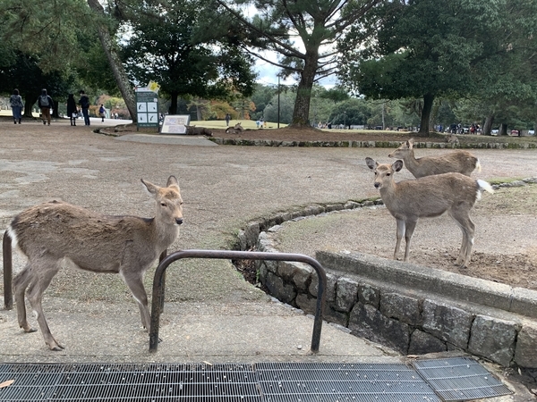 f:id:fuwari-x:20211207104219j:plain