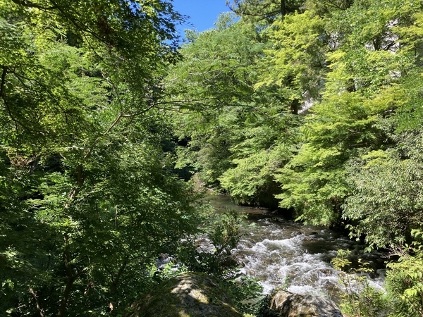 石川】猛暑の3連休に過ごす山中温泉/鶴仙渓散策で熊とニアミス