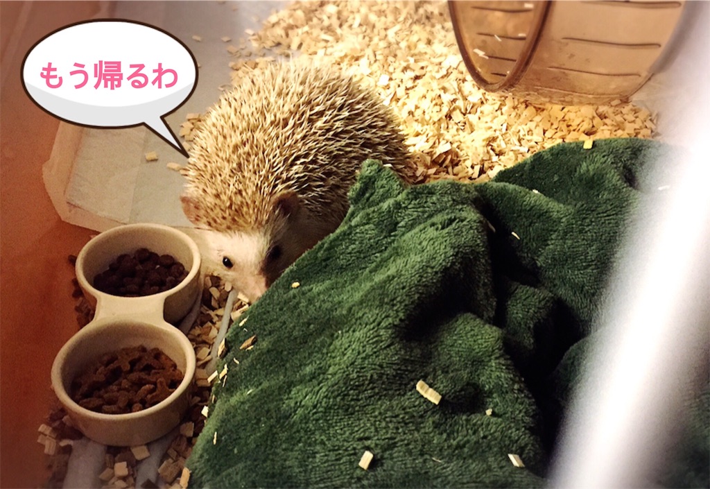 f:id:fuwari010:20170219235246j:image f:id:fuwari010:20170219235246j:image