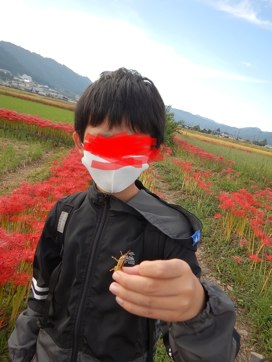 f:id:fuwarikun:20201031055537j:plain