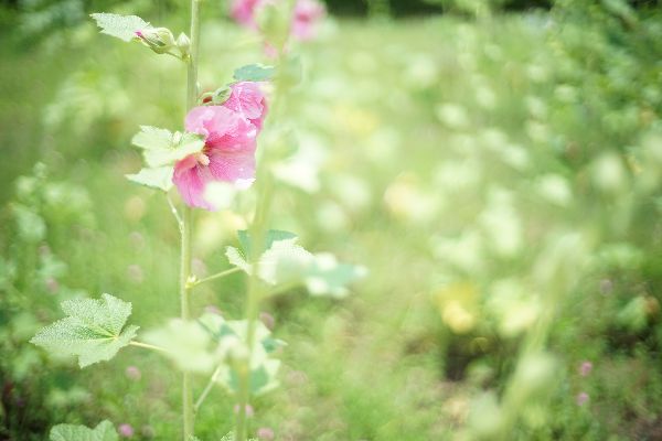 f:id:fuwary:20170619213933j:plain f:id:fuwary:20170619213933j:plain