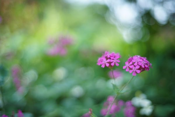 f:id:fuwary:20170619214708j:plain f:id:fuwary:20170619214708j:plain