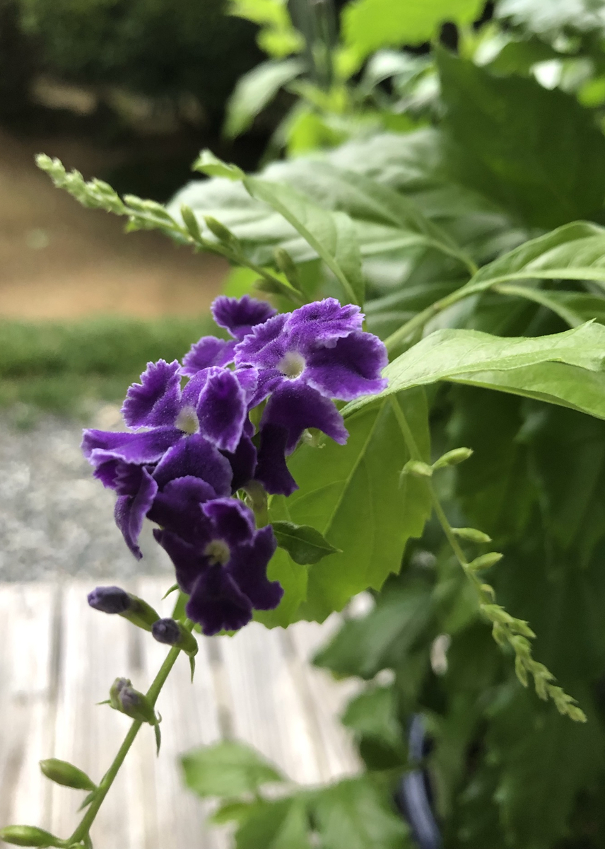 f:id:fuyaho:20210821213359j:plain