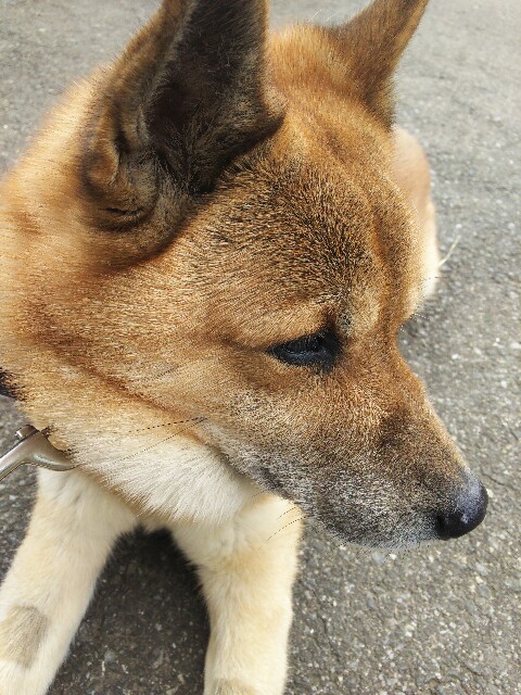 f:id:fuyu_ka:20181223113532j:image