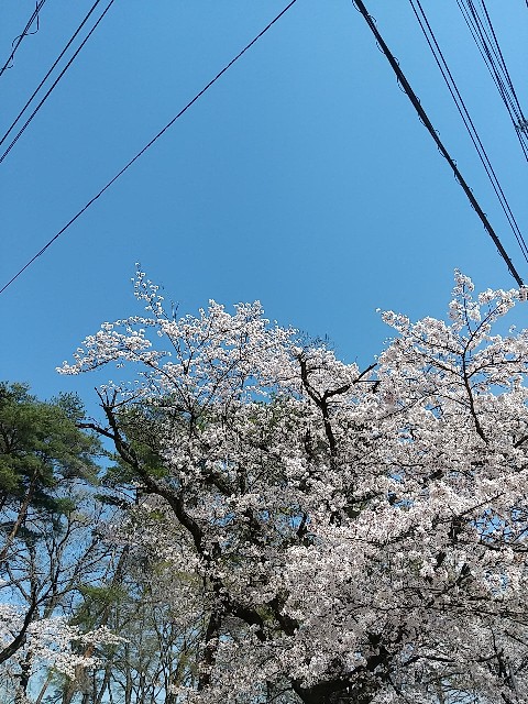 f:id:fuyu_ka:20230331192027j:image f:id:fuyu_ka:20230331192027j:image
