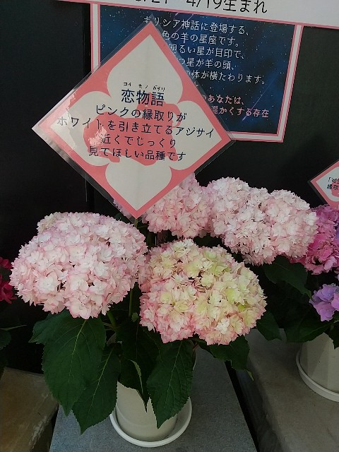 f:id:fuyu_ka:20240511120830j:image