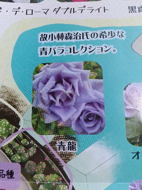 f:id:fuyu_ka:20240511123636j:image
