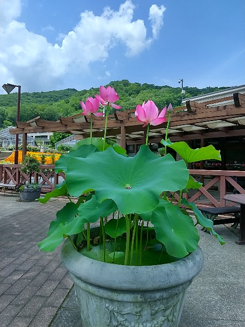 f:id:fuyu_ka:20240627144508j:image
