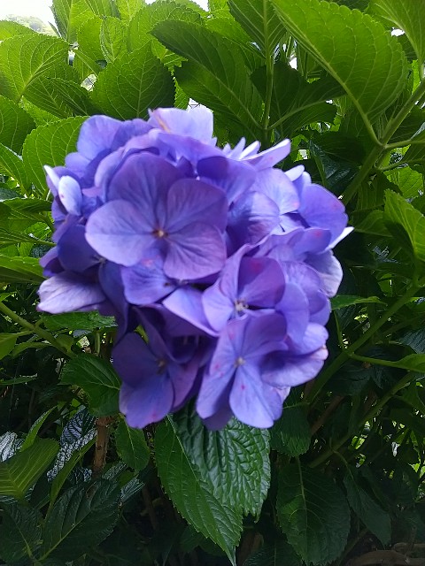 f:id:fuyu_ka:20240627144656j:image