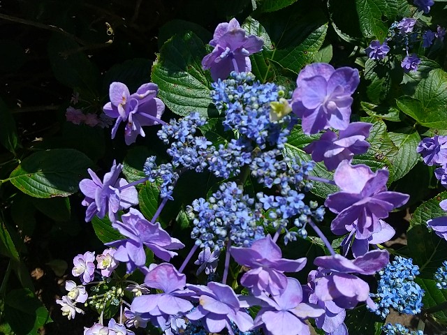 f:id:fuyu_ka:20240627144729j:image