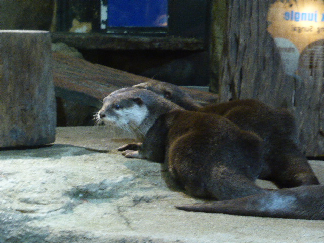 f:id:fuzikoblog:20190425100635j:plain