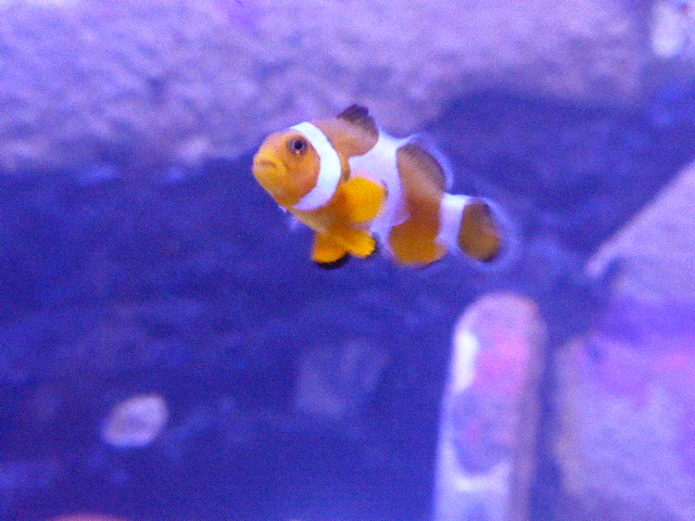 f:id:fuzikoblog:20190425100722j:plain