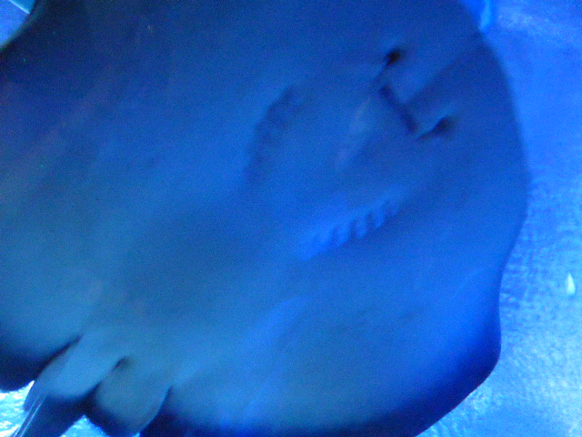 f:id:fuzikoblog:20190425100829j:plain