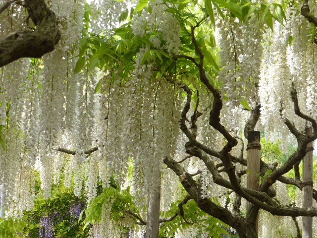 f:id:fuzikoblog:20190509154805j:plain