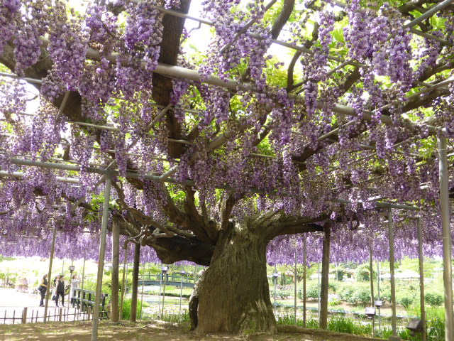 f:id:fuzikoblog:20190509155612j:plain