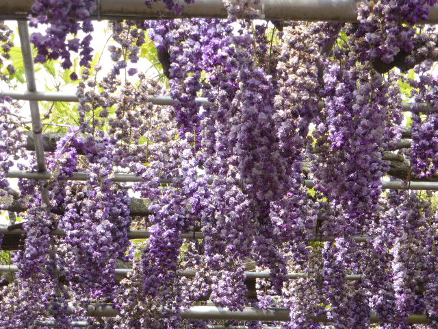 f:id:fuzikoblog:20190509155702j:plain