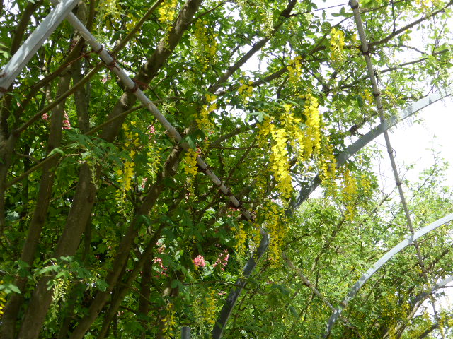 f:id:fuzikoblog:20190509155902j:plain