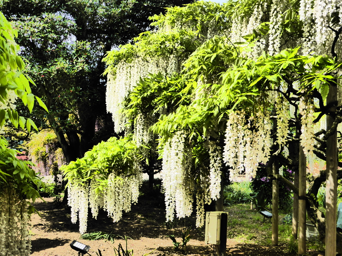 f:id:fuzikoblog:20190509160309j:plain