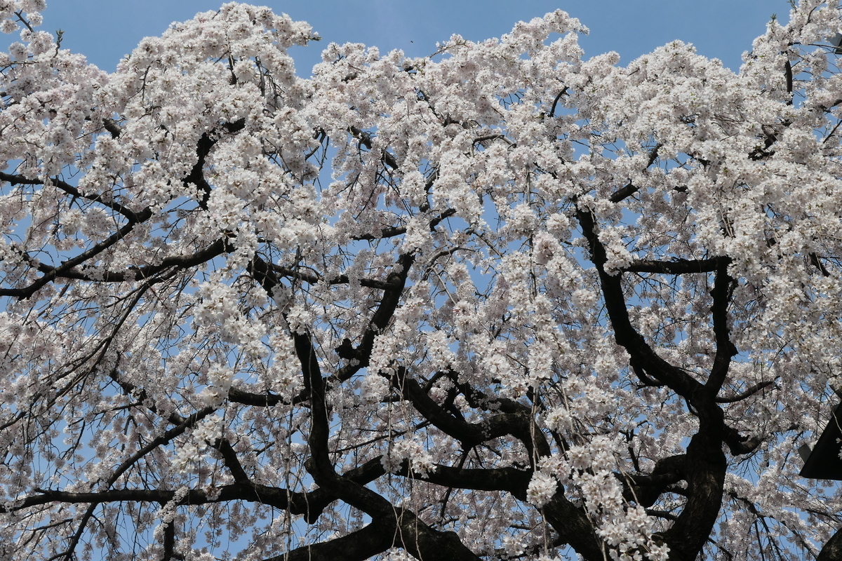 f:id:fuzikoblog:20200331213917j:plain