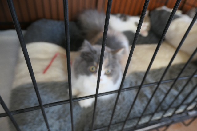 f:id:fuzikoblog:20231014092252j:image f:id:fuzikoblog:20231014092252j:image