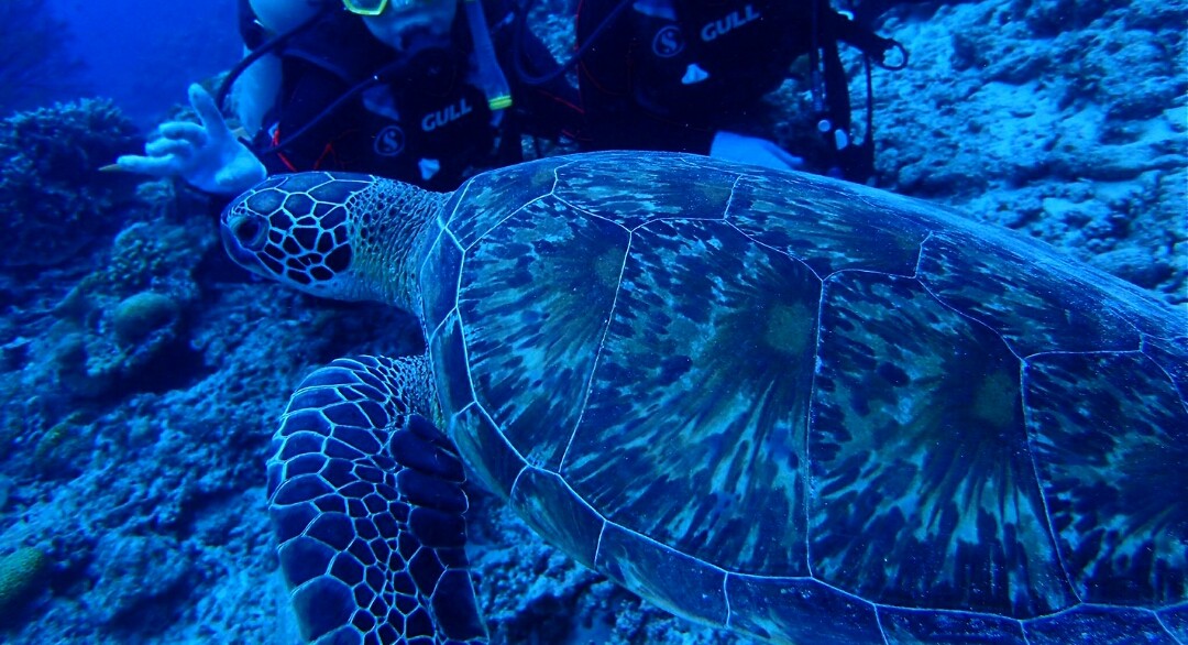 f:id:fuzuki-satuki:20190718155717j:plain