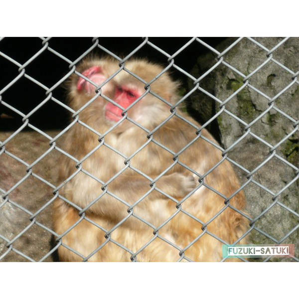 f:id:fuzuki-satuki:20200601234344j:plain