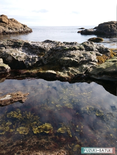 f:id:fuzuki-satuki:20200602011806j:plain