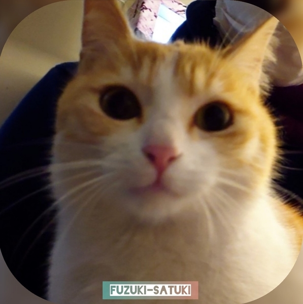 f:id:fuzuki-satuki:20200602012331j:plain