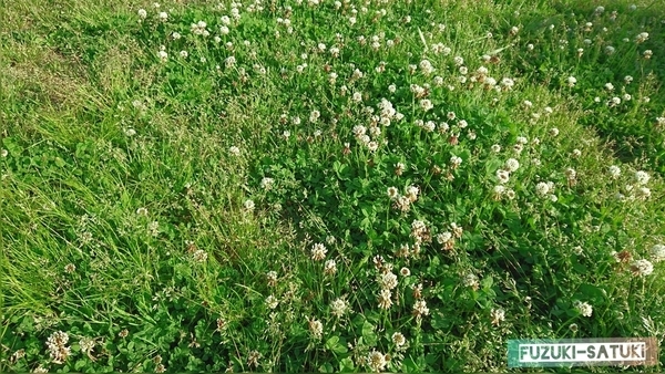 f:id:fuzuki-satuki:20200602012536j:plain