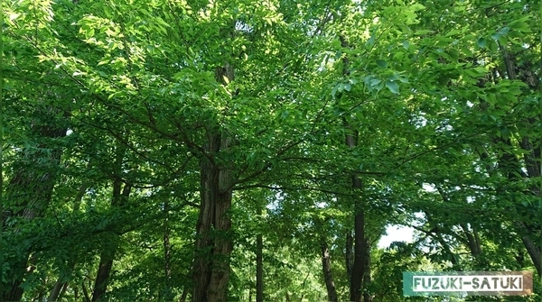 f:id:fuzuki-satuki:20200602012555j:plain