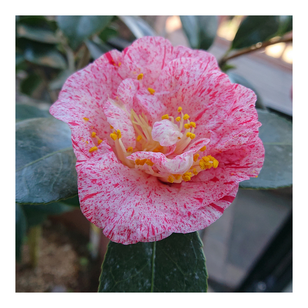 f:id:fuzuki-satuki:20200602230459j:plain