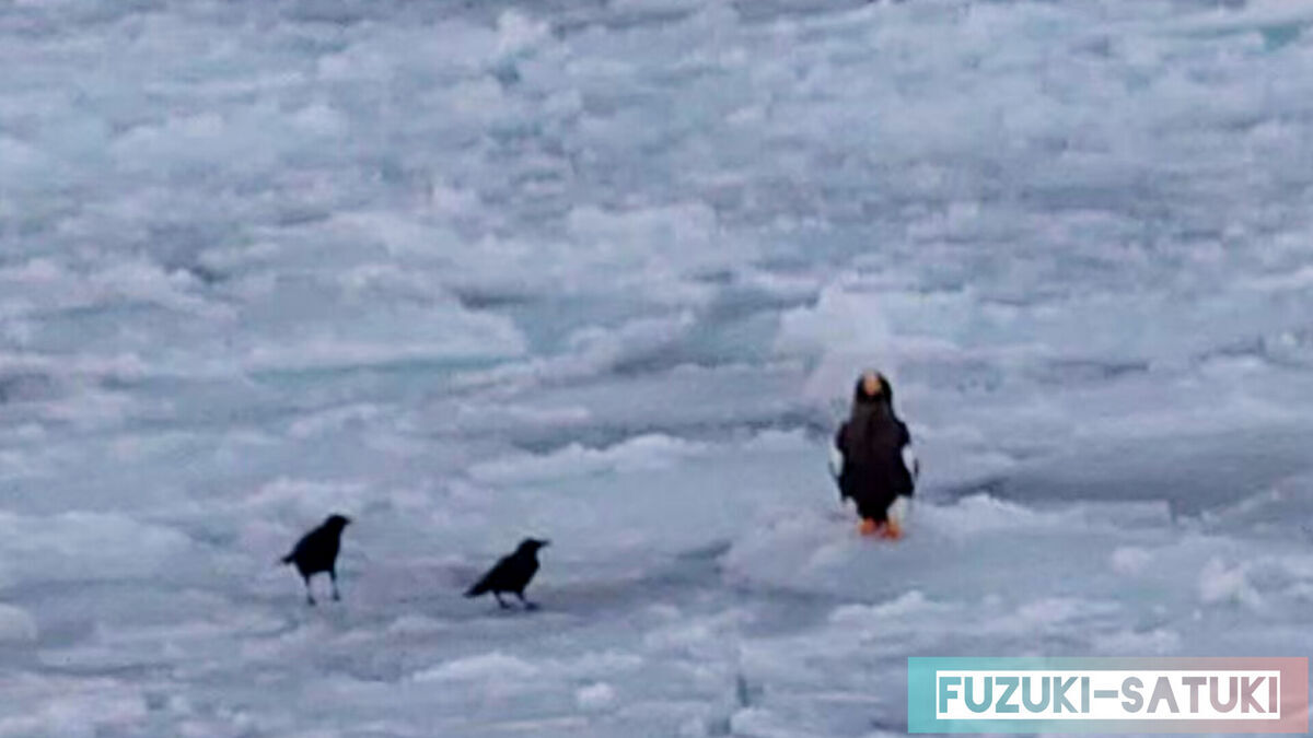 北海道紋別市のガリンコ号ⅢIMERU乗船時に、流氷の上に天然記念物の大鷲を発見。