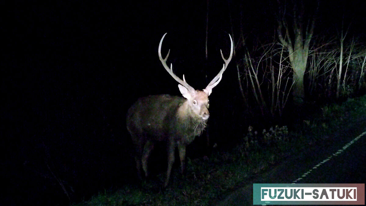 北海道道東のとある場所で出逢った雄シカの様子。