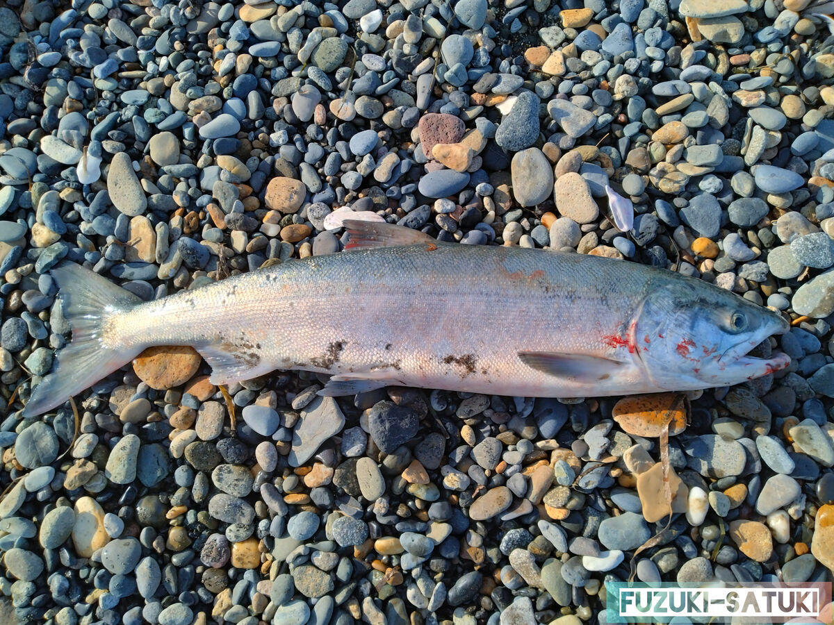 北海道 道東 ぶっこみ釣り 秋鮭 体長75cm オス