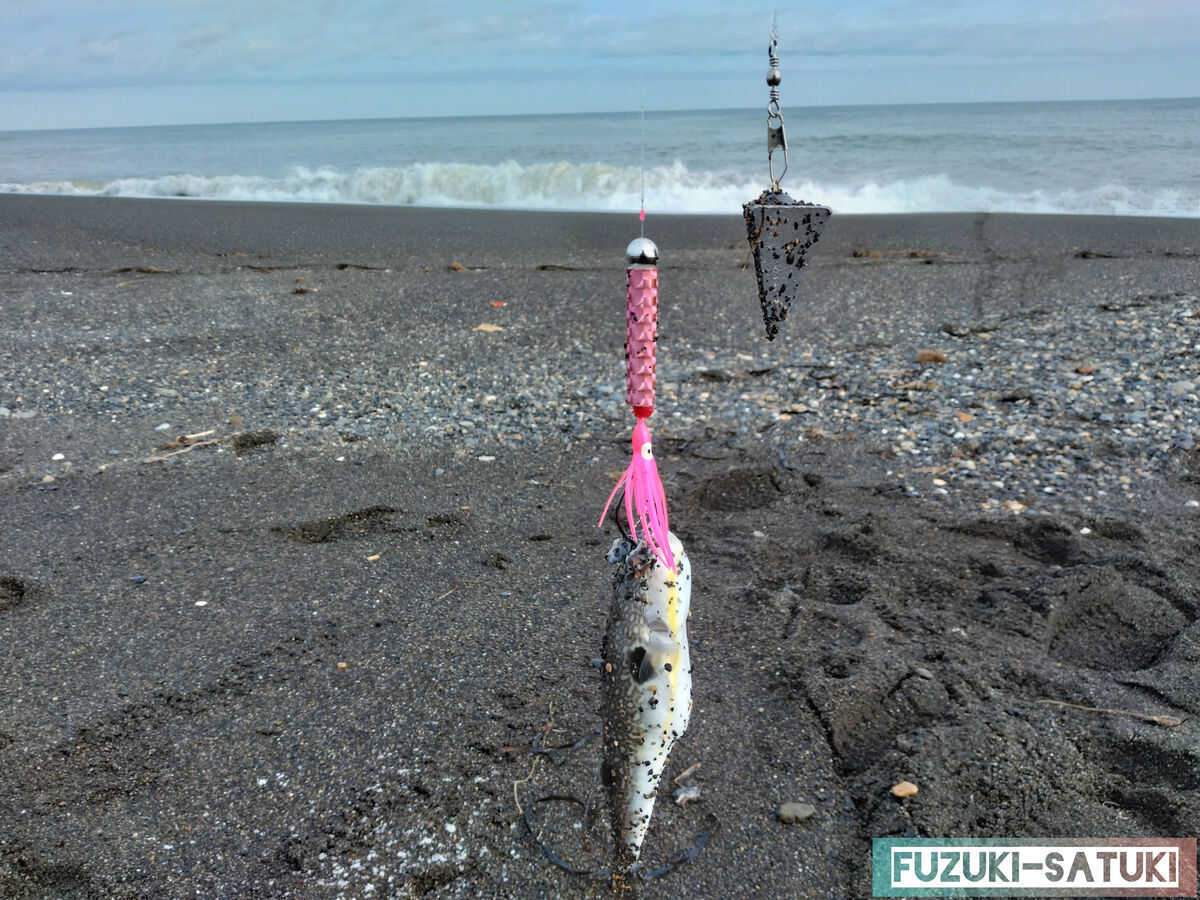 北海道 道東 秋鮭釣り クサフグ