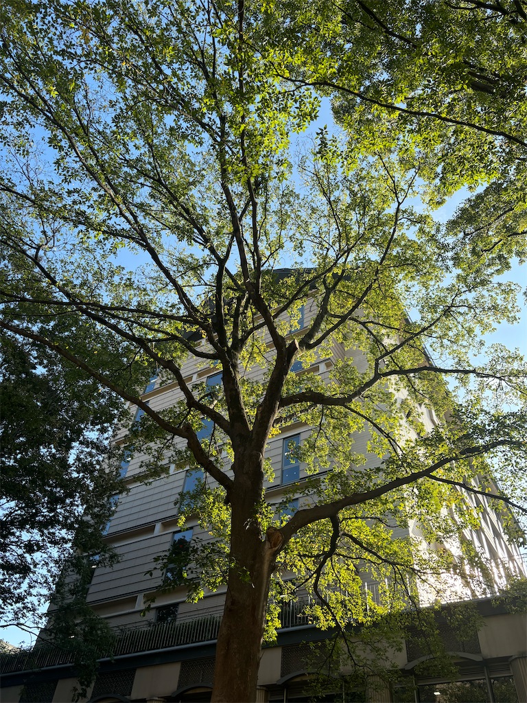 f:id:fwnc0822:20241027085633j:image