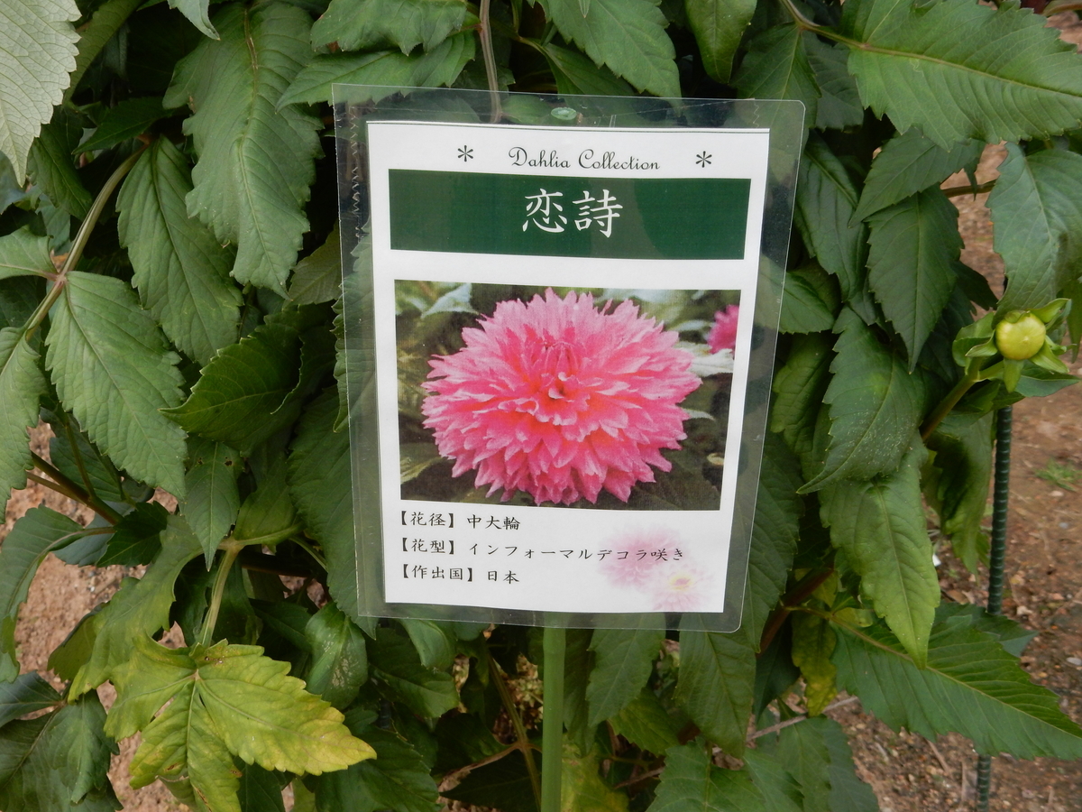 f:id:fwss:20201231082500j:plain