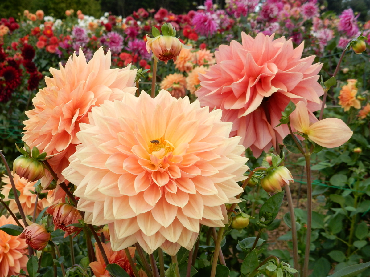 ダリア 花美里 世羅高原農場 広島県世羅町 Fwssのえっさんブログ