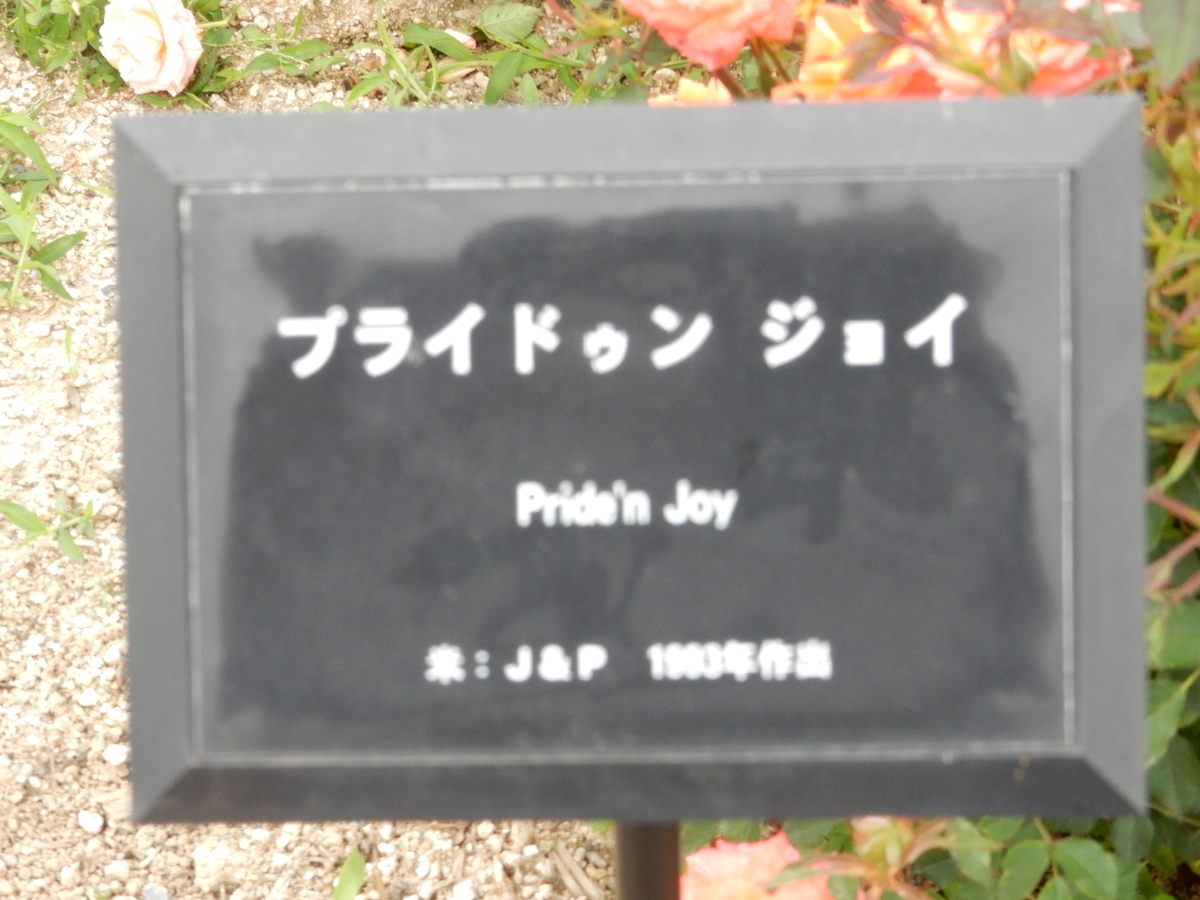 f:id:fwss:20210123165057j:plain