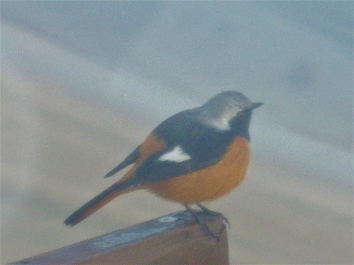 f:id:fwss:20210310080743j:plain