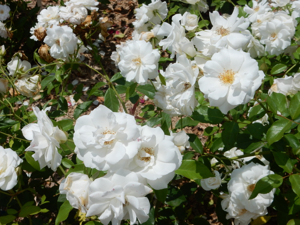 f:id:fwss:20210311104807j:plain