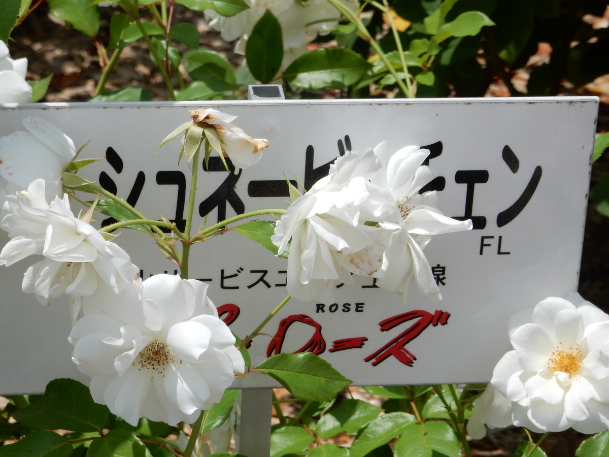 f:id:fwss:20210311104845j:plain