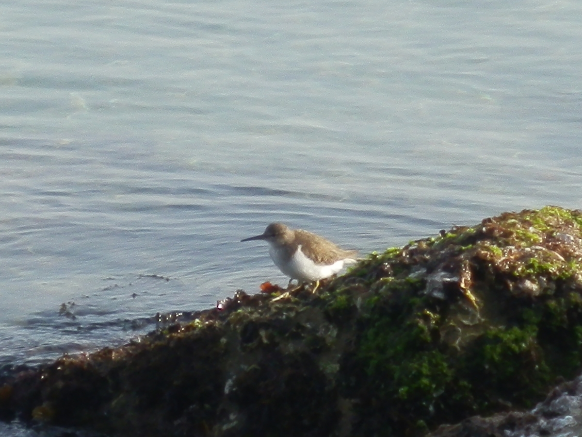 f:id:fwss:20210331094400j:plain