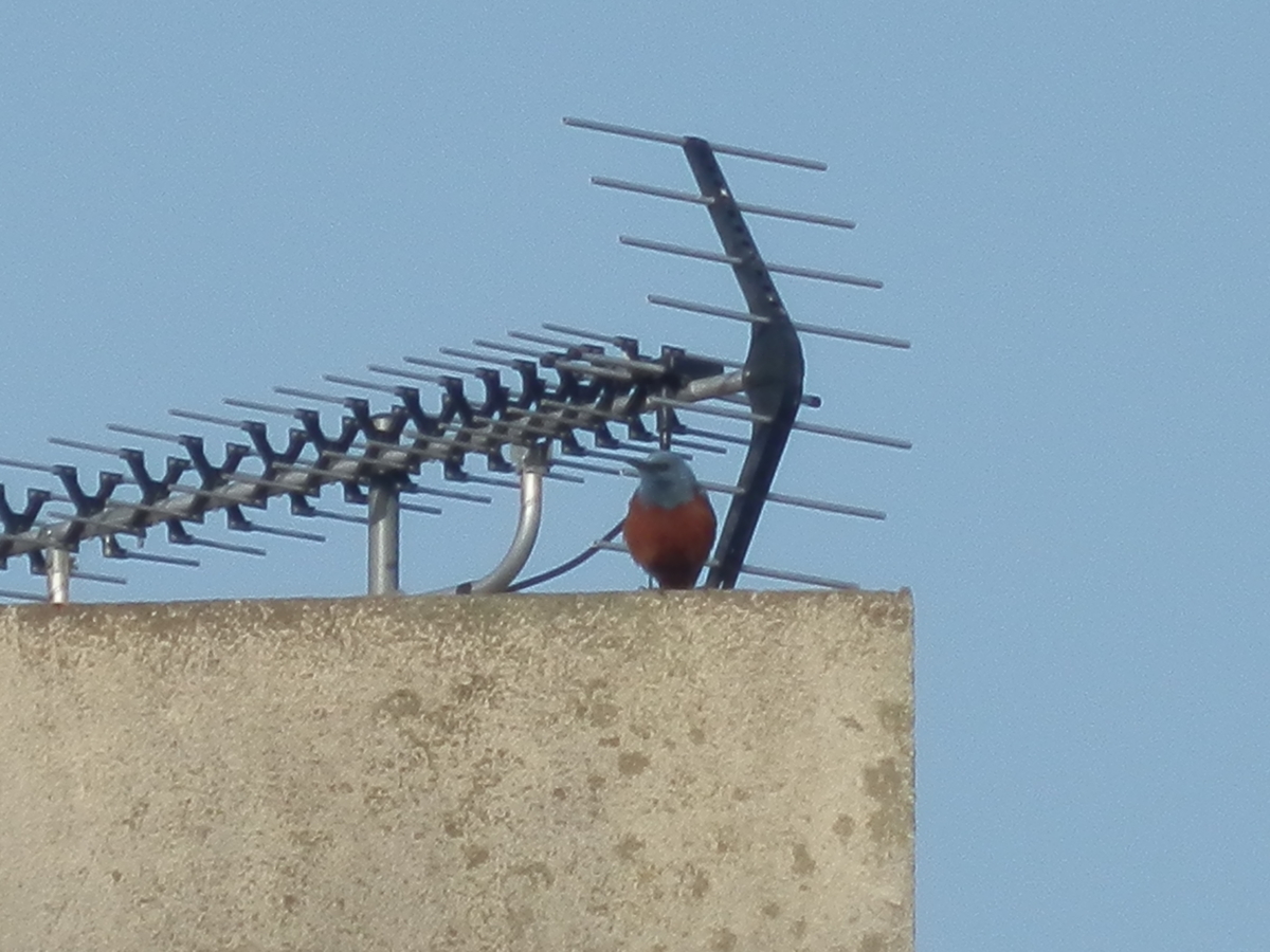 f:id:fwss:20210331094446j:plain