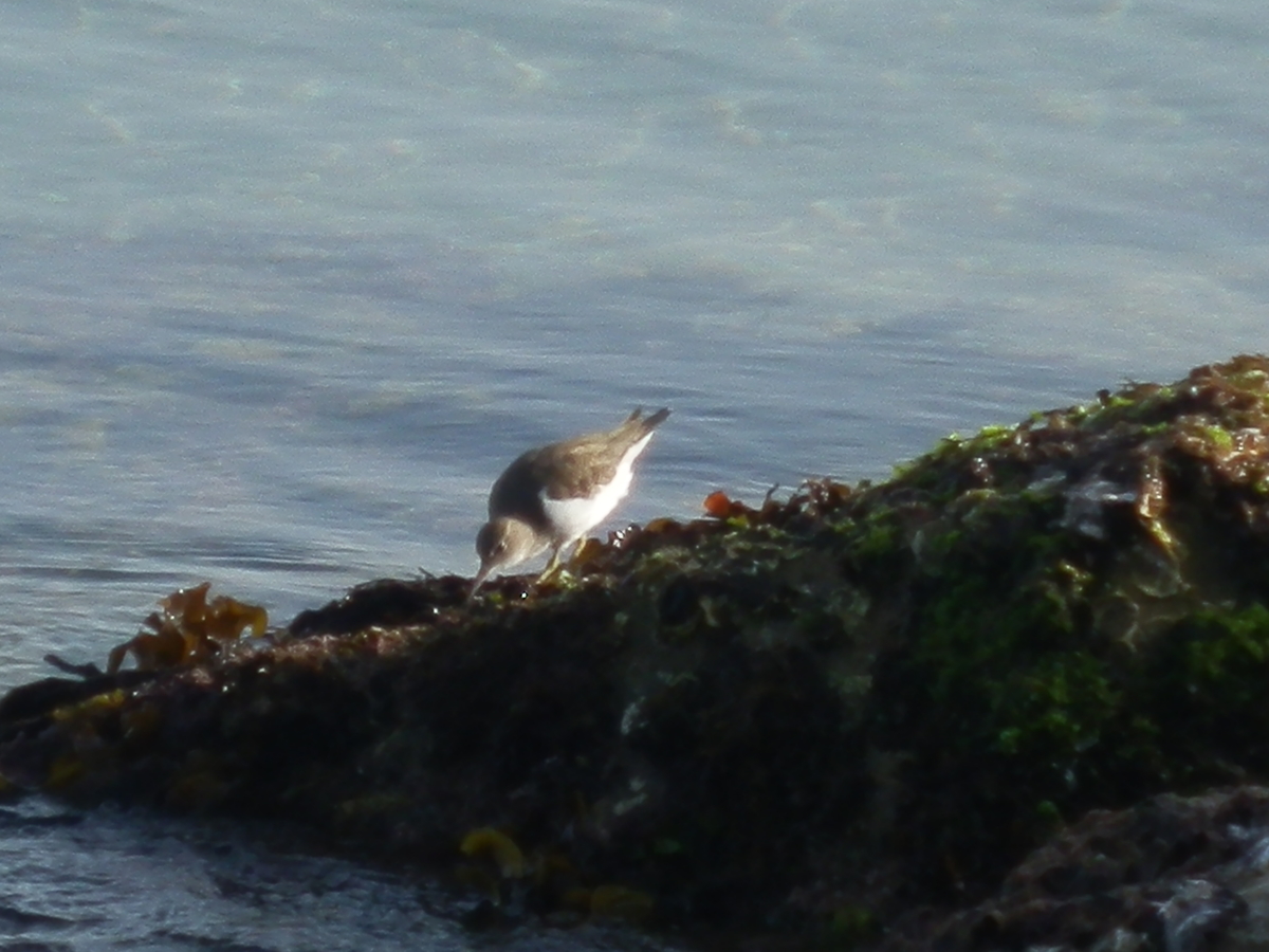 f:id:fwss:20210331094538j:plain