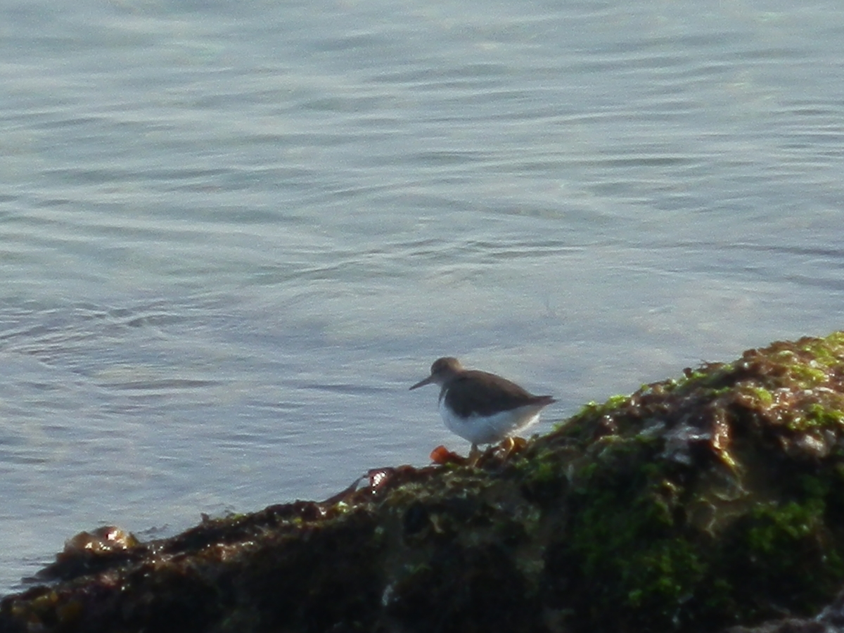 f:id:fwss:20210331094611j:plain