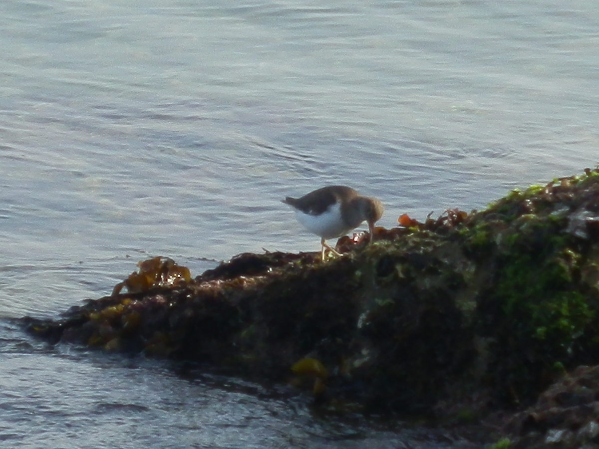 f:id:fwss:20210331094701j:plain